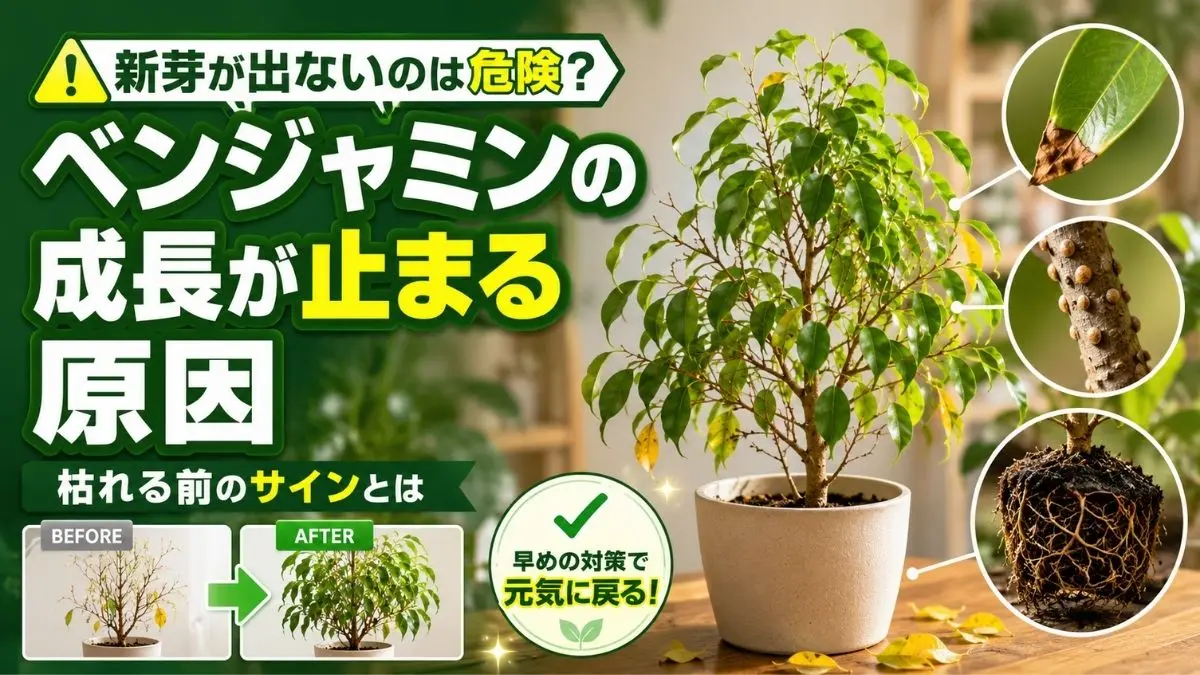 新芽が出ないベンジャミンの成長停止の原因を解説するアイキャッチ。葉先の枯れ・カイガラムシ・根詰まりの症状と、回復前後の比較をわかりやすく紹介。