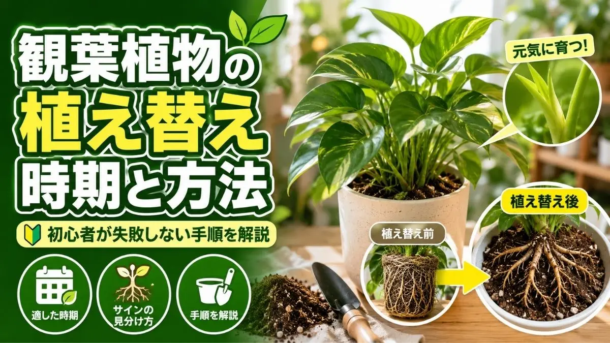 観葉 植物 植え 替え 時期