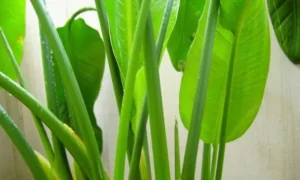 オーガスタの葉が急に黄色くなる原因を解説するための株全体の様子。根腐れや水不足、日照不足を確認する前の健康な葉の状態。