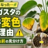 急に黄色く変色したオーガスタの葉と健康な葉を比較し、根腐れ前の危険サインや葉先の枯れ、傷んだ根の見分け方をわかりやすく紹介するアイキャッチ画像