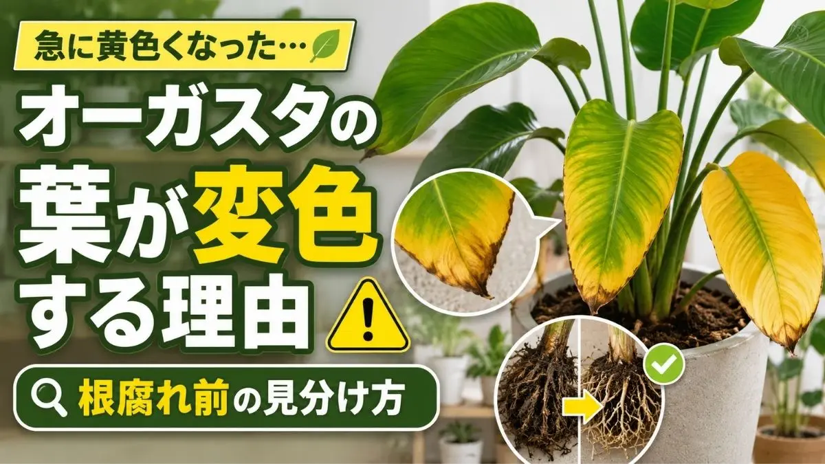 急に黄色く変色したオーガスタの葉と健康な葉を比較し、根腐れ前の危険サインや葉先の枯れ、傷んだ根の見分け方をわかりやすく紹介するアイキャッチ画像