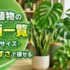 モンステラやパキラなどを葉の形・サイズ・育てやすさから探せる観葉植物の種類一覧