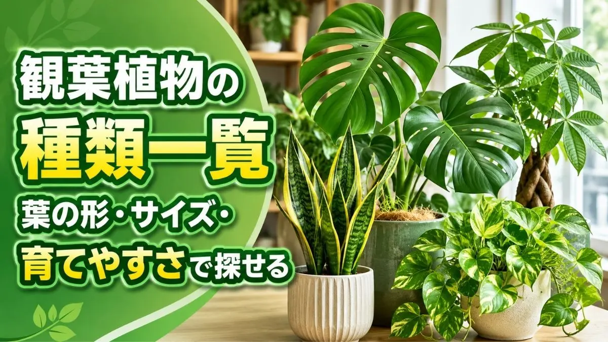 モンステラやパキラなどを葉の形・サイズ・育てやすさから探せる観葉植物の種類一覧