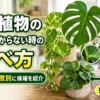 観葉植物の名前がわからない時に葉の形や付き方から種類を調べる方法を紹介するアイキャッチ画像