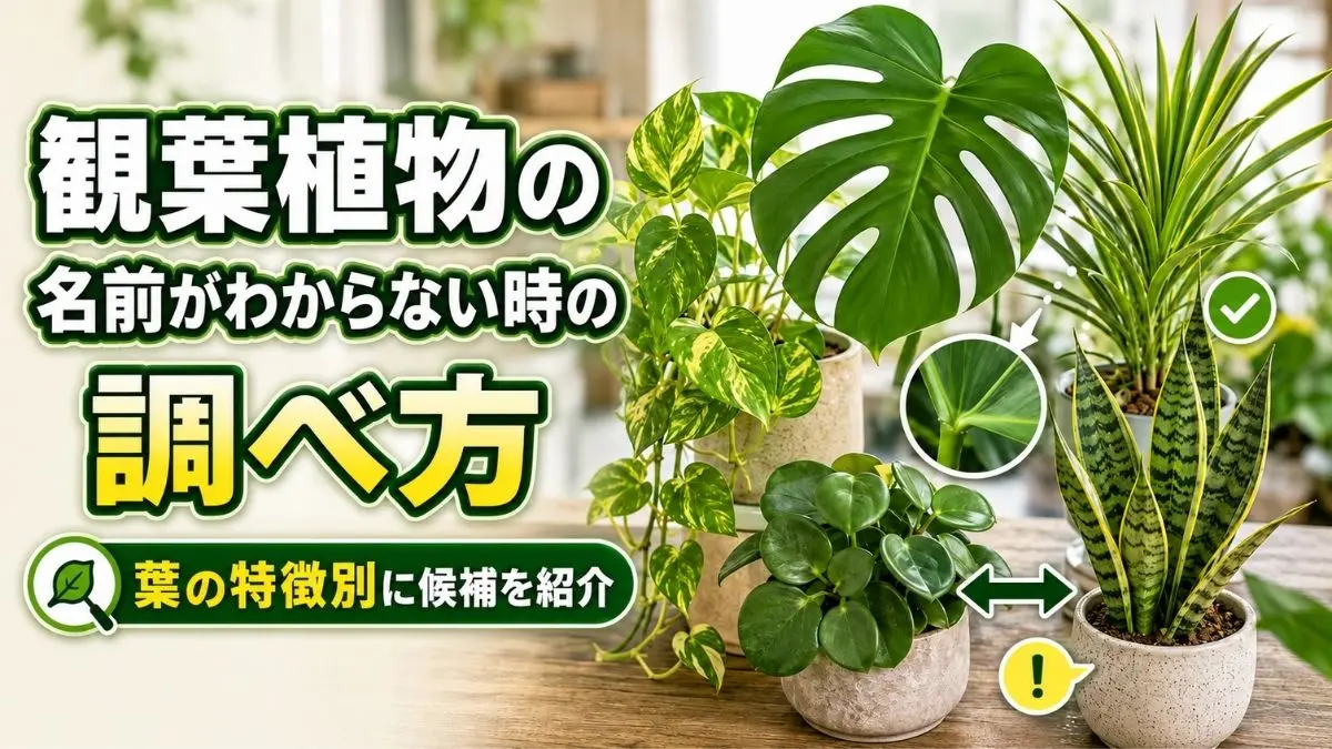 観葉植物の名前がわからない時に葉の形や付き方から種類を調べる方法を紹介するアイキャッチ画像