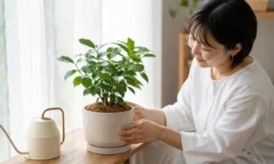 日本人女性が植え替え後の観葉植物をレースカーテン越しの明るい日陰で管理する様子