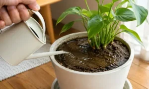 観葉植物の硬くなった土に水が浸透せず表面にたまっている水はけ悪化の状態