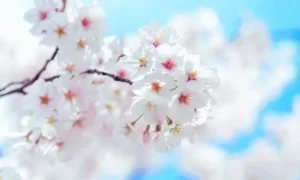 植え替えに適した季節
