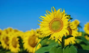 避けたい時期と注意点
