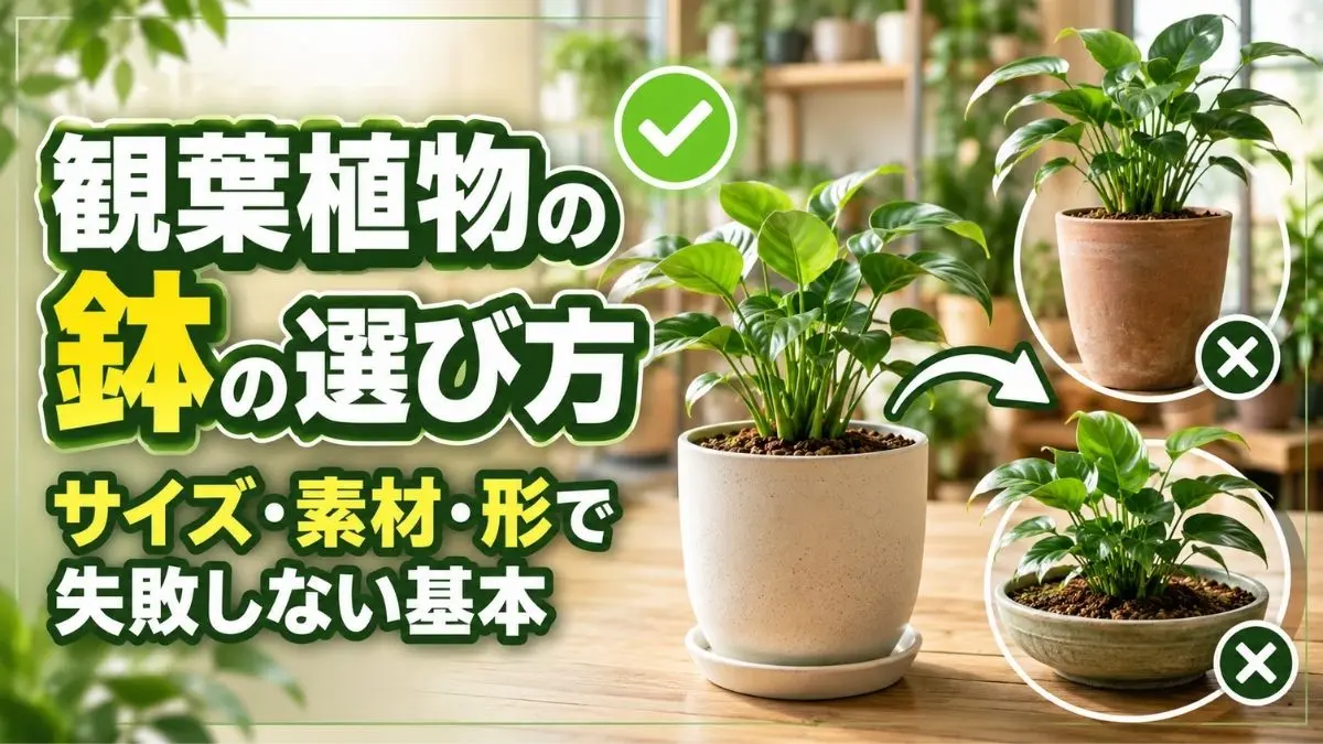 観葉植物の鉢の選び方をサイズ・素材・形で比較し、初心者向けに失敗しない基本を解説するアイキャッチ画像