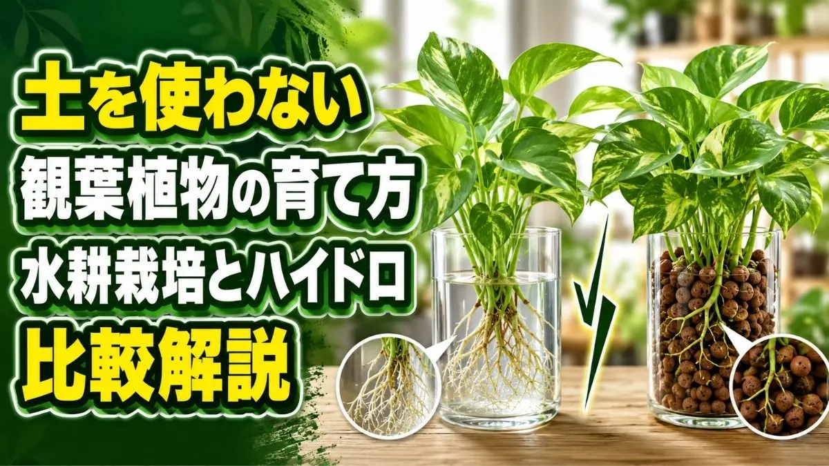 土を使わない観葉植物の育て方を、水耕栽培とハイドロカルチャーの根や培地の違いで比較した画像