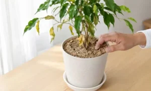 水不足で葉が黄色くしおれた観葉植物の乾いた土を確認する様子