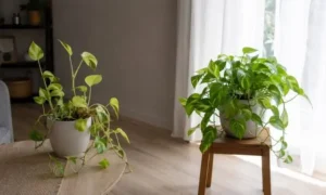 日照不足で葉色が薄くなった観葉植物と明るい窓辺で育つ健康な株の比較