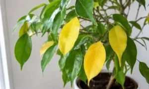 観葉植物の複数の葉全体が黄色くなった症状