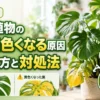 健康な緑の葉と黄色くなった葉を比較し、観葉植物の葉が黄色くなる原因と見分け方・対処法を示した画像