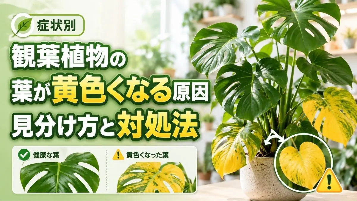 健康な緑の葉と黄色くなった葉を比較し、観葉植物の葉が黄色くなる原因と見分け方・対処法を示した画像