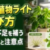 観葉植物ライトでモンステラとポトスの日照不足を補う設置例と使用前後の比較
