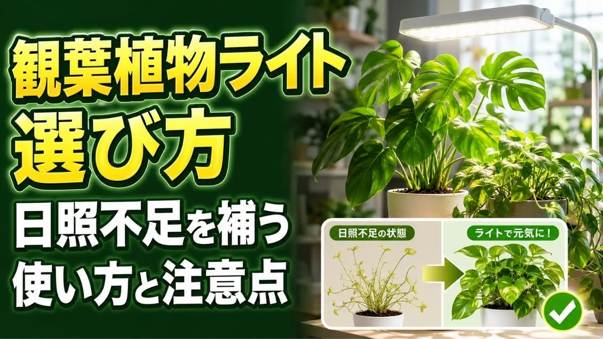 観葉植物ライトでモンステラとポトスの日照不足を補う設置例と使用前後の比較