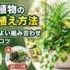 観葉植物の寄せ植え方法と相性のよい組み合わせ・管理のコツを紹介するアイキャッチ画像