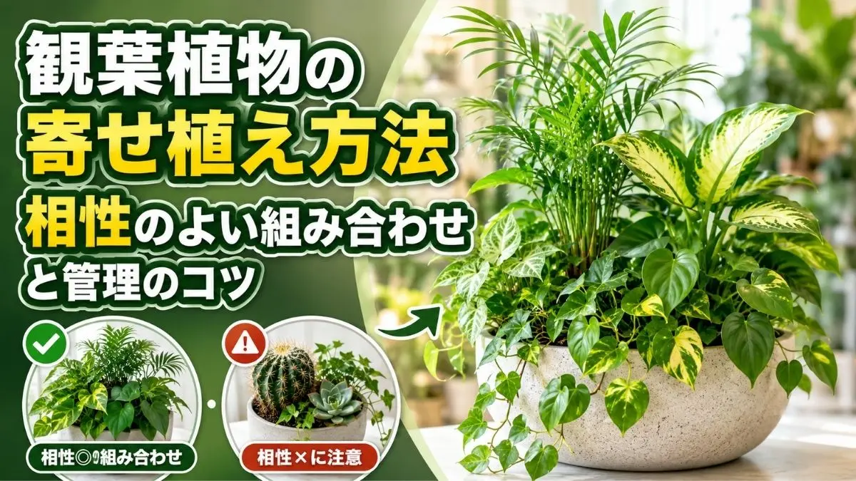 観葉植物の寄せ植え方法と相性のよい組み合わせ・管理のコツを紹介するアイキャッチ画像