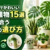 モンステラやサンスベリアなど、おしゃれでかわいい観葉植物15選と部屋に合う種類の選び方