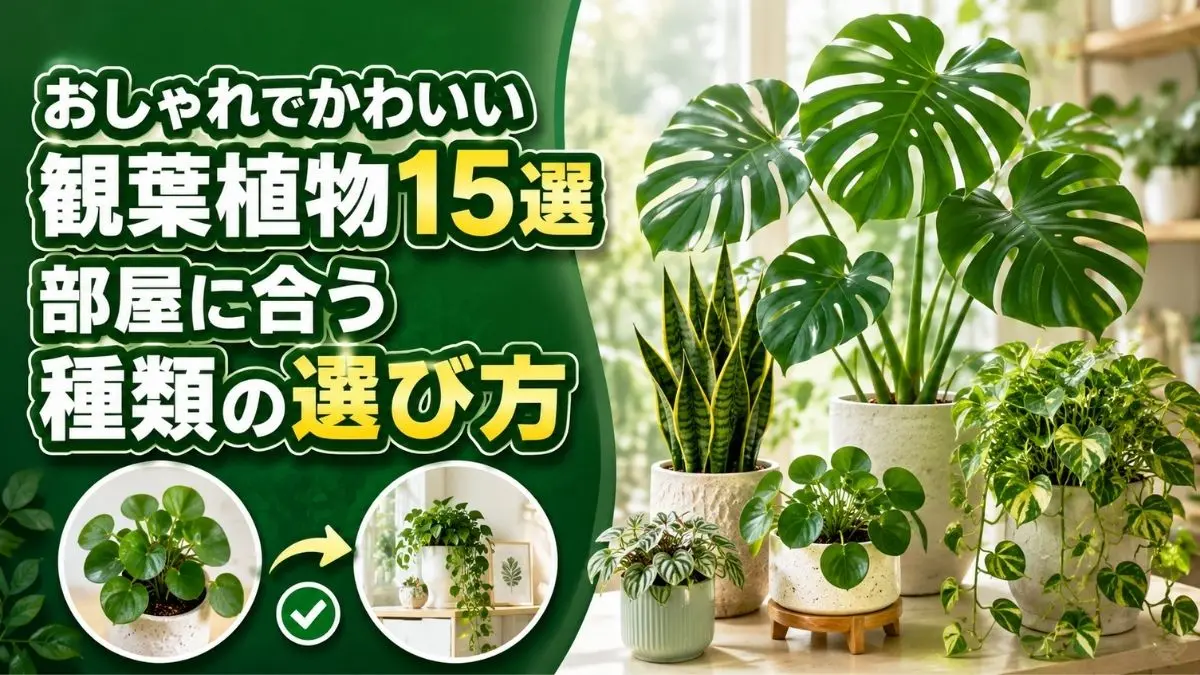 モンステラやサンスベリアなど、おしゃれでかわいい観葉植物15選と部屋に合う種類の選び方