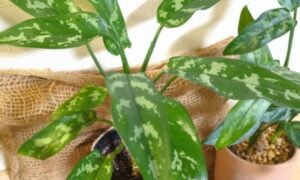 銀白色の斑が入ったアグラオネマの緑の葉と鉢植えの様子
