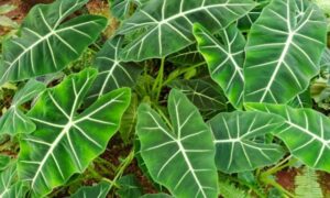 白い葉脈が目立つ大きな濃緑色の葉を広げる観葉植物のアロカシア
