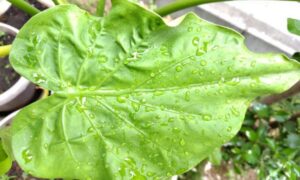 大きなハート形の緑色の葉に水滴が付いた観葉植物のクワズイモ