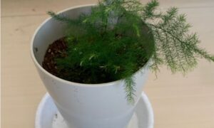 白い鉢で育てている観葉植物アスパラガスの全体像