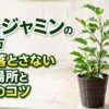 ベンジャミンの育て方と葉を落とさない置き場所・管理のコツを紹介するアイキャッチ画像