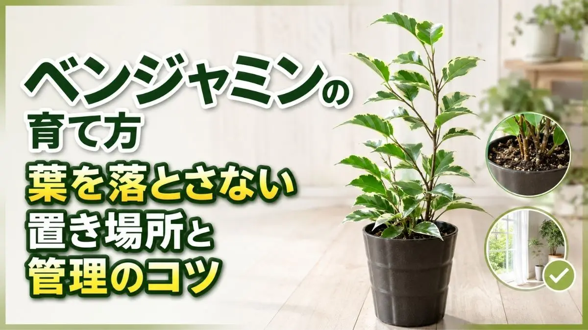ベンジャミンの育て方と葉を落とさない置き場所・管理のコツを紹介するアイキャッチ画像