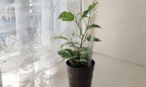 レースカーテン越しの明るい窓辺で育てている斑入りベンジャミン