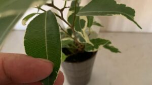 斑入りベンジャミンの葉を指で持って状態を確認している様子