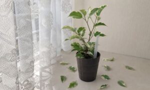 斑入りベンジャミンの鉢の周囲に葉が落ちている様子