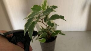斑入りベンジャミンの葉に霧吹きで水をかけている様子