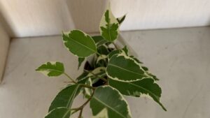 緑色と白色の斑が入ったベンジャミンの葉を上から見た様子