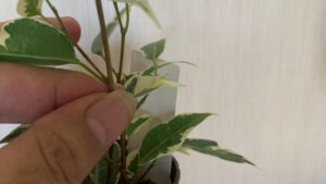 斑入りベンジャミンの枝と新しい葉の成長状態を確認している様子