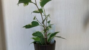 鉢植えの斑入りベンジャミンの全体と枝葉の生育状態