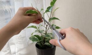 斑入りベンジャミンの枝を剪定ばさみで剪定している様子