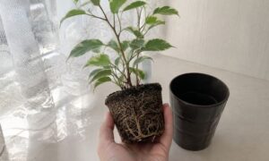 鉢から取り出した斑入りベンジャミンの根鉢と根の状態を確認している様子