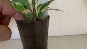 斑入りベンジャミンの鉢土を指で触って乾き具合を確認している様子