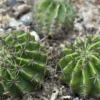 土の上に複数の球形サボテンが育っている様子