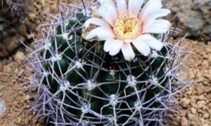 長いトゲのある球形サボテンに淡いピンク色の花が咲いている様子