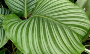 緑色の縞模様が入った大きく丸い葉を広げるカラテア・オルビフォリア