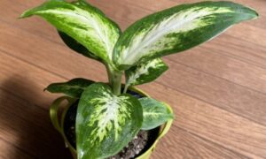 白い斑模様が入った幅広い緑色の葉を広げる観葉植物のディフェンバキア