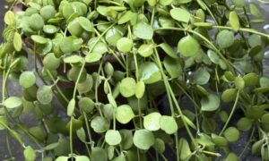 小さなハート形の葉をつるに密につけるディスキディア・ルスキフォリア(ミリオンハート)