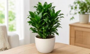 室内で濃い緑色の葉を密に茂らせる鉢植えのドラセナ・コンパクタ