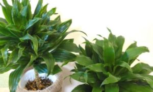 濃緑色の葉が密に茂るドラセナ・コンパクタの鉢植え2株