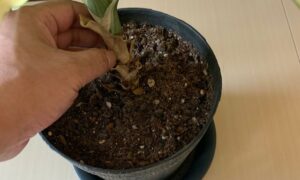 ドラセナの株元に残った茶色く乾燥した古い葉を確認している様子